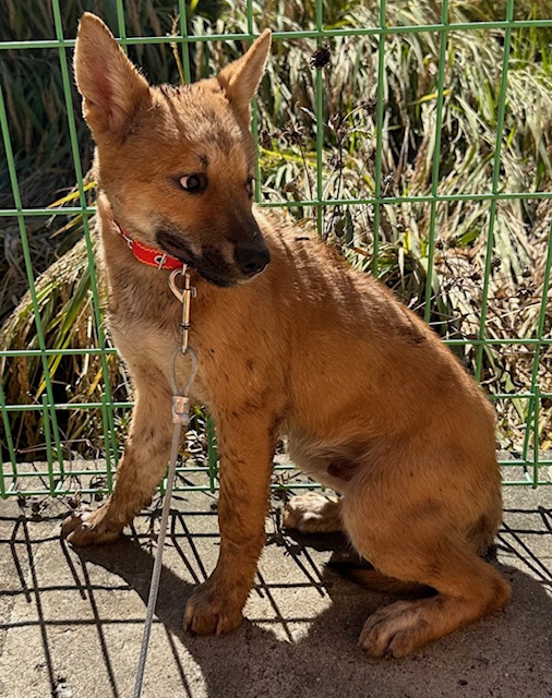 보호중 믹스견의 가…